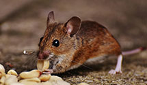 24 Hour & Emergency Exterminators in Egg Harbor Township, NJ